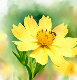 COREOPSIS lanceolata (Lance-Leaved Coreopsis, Dwarf)