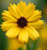 COREOPSIS leavenworthii (Leavenworth's Tickseed)