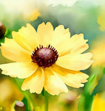 COREOPSIS leavenworthii (Leavenworth's Tickseed)