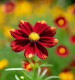 COREOPSIS tinctoria (Dwarf Red Plains Coreopsis)