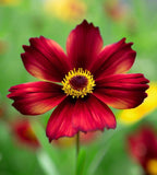 COREOPSIS tinctoria (Dwarf Red Plains Coreopsis)