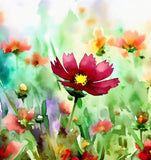 COREOPSIS tinctoria (Dwarf Red Plains Coreopsis)