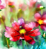 COREOPSIS tinctoria (Dwarf Red Plains Coreopsis)