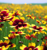 COREOPSIS tinctoria (Plains Coreopsis)