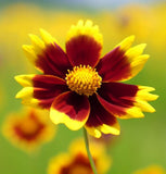 COREOPSIS tinctoria (Plains Coreopsis)