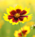 COREOPSIS tinctoria Plains Coreopsis, Dwarf