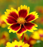 COREOPSIS tinctoria Plains Coreopsis, Dwarf