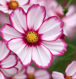 COSMOS bipinnatus ('Candystripe' Cosmos, White w/Crimson Markings)