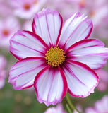 COSMOS bipinnatus ('Candystripe' Cosmos, White w/Crimson Markings)