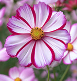 COSMOS bipinnatus ('Candystripe' Cosmos, White w/Crimson Markings)