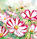 COSMOS bipinnatus ('Candystripe' Cosmos, White w/Crimson Markings)