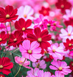 COSMOS bipinnatus (Cosmos, Dwarf Mixed)
