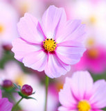 COSMOS bipinnatus (Cosmos, Dwarf Mixed)