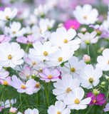 COSMOS bipinnatus (Cosmos, Dwarf Mixed)