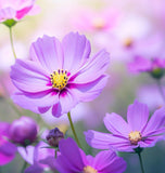 COSMOS bipinnatus (Cosmos, Dwarf Mixed)