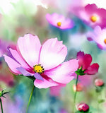 COSMOS bipinnatus (Cosmos, Dwarf Mixed)