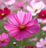 COSMOS bipinnatus 'Dazzler' (Cosmos, Crimson)