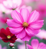 COSMOS bipinnatus 'Dazzler' (Cosmos, Crimson)