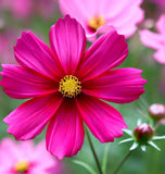 COSMOS bipinnatus 'Dazzler' (Cosmos, Crimson)