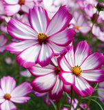 COSMOS bipinnatus 'Picotee' (White w/Magenta Edges)