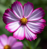 COSMOS bipinnatus 'Picotee' (White w/Magenta Edges)