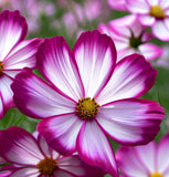 COSMOS bipinnatus 'Picotee' (White w/Magenta Edges)