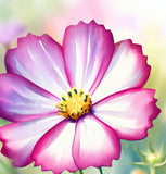 COSMOS bipinnatus 'Picotee' (White w/Magenta Edges)