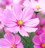 COSMOS bipinnatus 'Pinkie' (Cosmos, Pink)