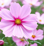 COSMOS bipinnatus 'Pinkie' (Cosmos, Pink)