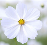 COSMOS bipinnatus 'Purity' (Cosmos, White)