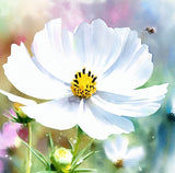 COSMOS bipinnatus 'Purity' (Cosmos, White)