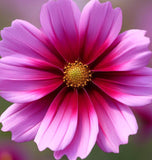 COSMOS bipinnatus 'Radiance' (Cosmos, Deep Rose w/Crimson Eye)