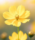 COSMOS bipinnatus, Yellow (Cosmos, Tall Yellow)