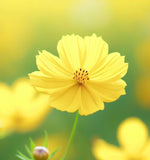 COSMOS bipinnatus, Yellow (Cosmos, Tall Yellow)