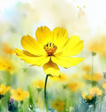 COSMOS bipinnatus, Yellow (Cosmos, Tall Yellow)