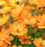 COSMOS sulphureus 'Bright Lights' (Sulphur Cosmos, Tall Mixed)