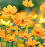 COSMOS sulphureus 'Bright Lights' (Sulphur Cosmos, Tall Mixed)