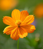 COSMOS sulphureus (Cosmos, Dwarf Orange)