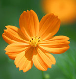 COSMOS sulphureus (Cosmos, Dwarf Orange)