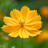 COSMOS sulphureus 'Crest Gold' (Sulphur Cosmos, Tall Gold)