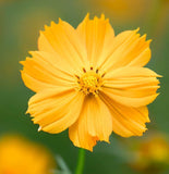 COSMOS sulphureus 'Crest Gold' (Sulphur Cosmos, Tall Gold)