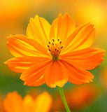 COSMOS sulphureus 'Crest Orange' (Sulphur Cosmos, Tall Orange)