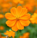 COSMOS sulphureus 'Crest Orange' (Sulphur Cosmos, Tall Orange)