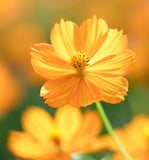 COSMOS sulphureus (Sulphur Cosmos, Dwarf Gold)