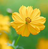 COSMOS sulphureus (Sulphur Cosmos, Dwarf Gold)