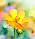 COSMOS sulphureus (Sulphur Cosmos, Dwarf Gold)