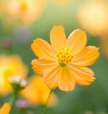 COSMOS sulphureus (Sulphur Cosmos, Dwarf Lemon)