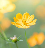 COSMOS sulphureus (Sulphur Cosmos, Dwarf Lemon)