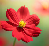 COSMOS sulphureus (Sulphur Cosmos, Dwarf Red)