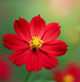 COSMOS sulphureus (Sulphur Cosmos, Dwarf Red)